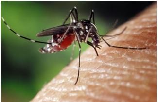 Immagine che raffigura Provvedimenti per la prevenzione e il controllo dell'infestazione da Aedes Albopticus (Zanzara Tigre) nel territorio comunale