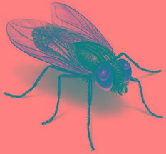 Immagine che raffigura Lotta alla infestazione Muscina (mosche) nel territorio della provincia di Bergamo