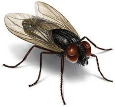 Immagine che raffigura  Lotta alla infestazione Muscina (mosche) 