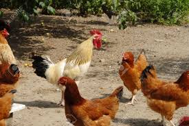 Immagine che raffigura Misure di biosicurezza finalizzata a prevenire il rischio di contagio da influenza aviare negli allevamenti rurali