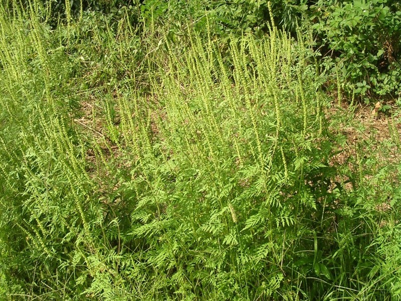 Immagine che raffigura Disposizioni contra la diffusione della pianta AMBROSIA