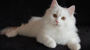 Immagine che raffigura ESPOSIZIONE FELINA INTERNAZIONALE