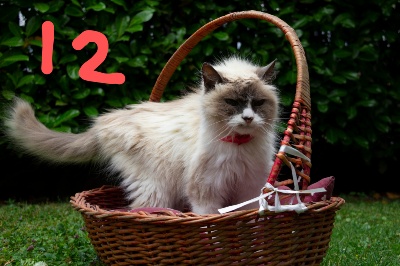 12-SENILITA