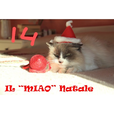 14-MIAO-NATALE