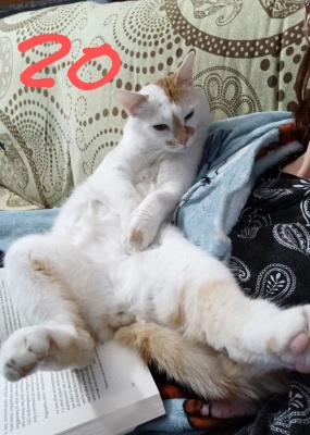 20-CUMINO
