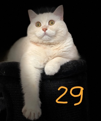 29-PUPI