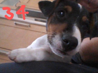 34-JACK-RUSSEL