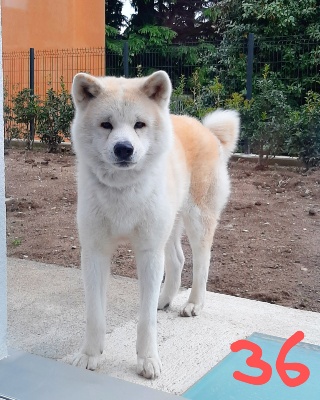 36-AKI
