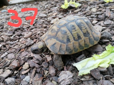 37-TURBO