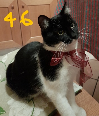 46-MILU