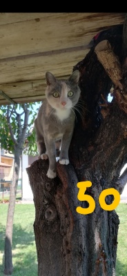 50-MICY