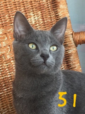 51-ROMEO