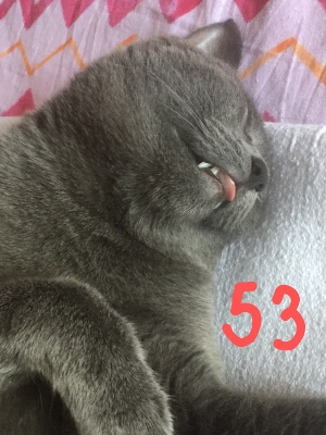 53-ROMEO