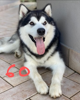 60-ASLAN