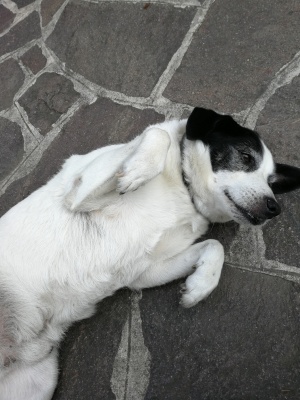 73-POLDO
