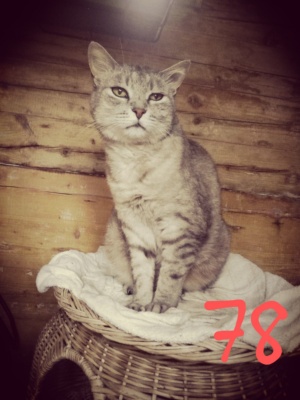 78-GEORGE