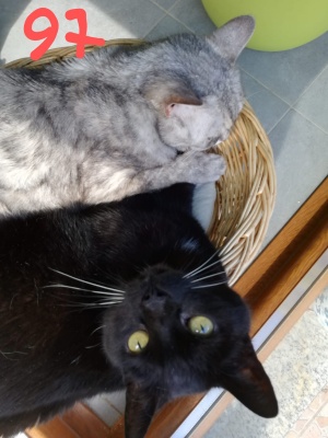 97-MORTICIA-e-LUNA