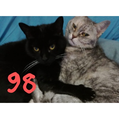 98-MORTICIA-e-LUNA