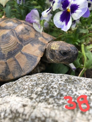 TURBO - foto 2