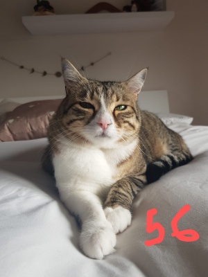 MIRO