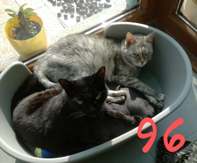 MORTICIA e LUNA