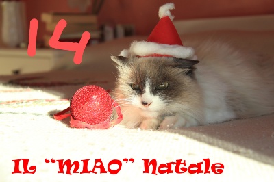 MIAO NATALE