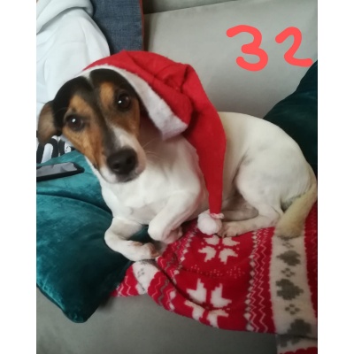 JACK RUSSEL - foto 1