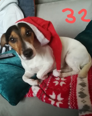 JACK RUSSEL - foto 1