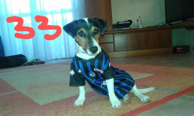 JACK RUSSEL - foto 2